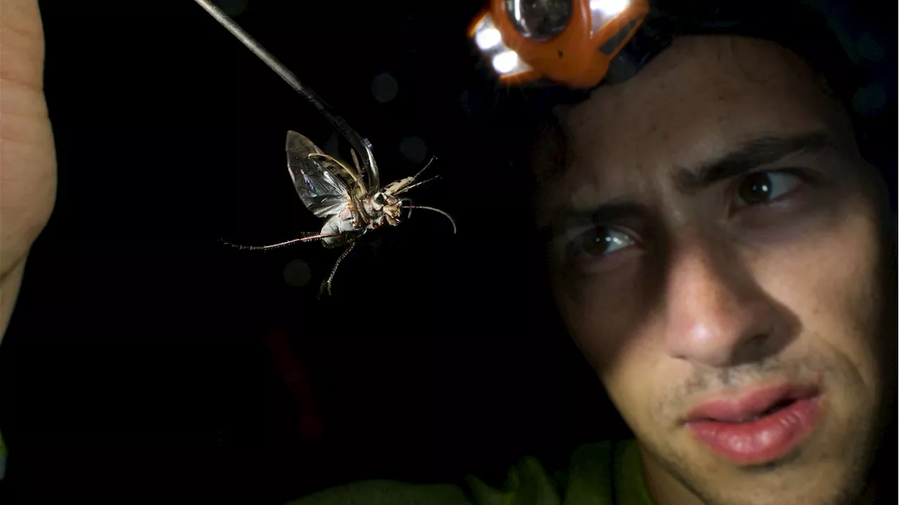 To escape hungry bats, these flying beetles create an ultrasound 'illusion'