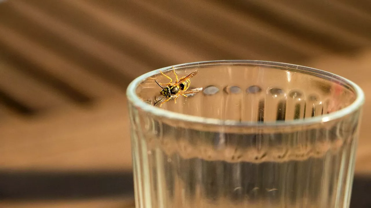 Plagegeister fernhalten: Drei Tipps: Wie Wespen und Hornissen die Fliege machen