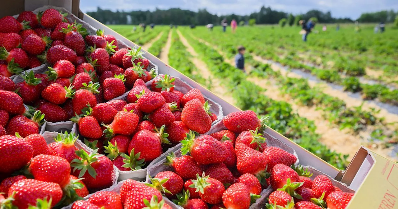 Erdbeeren selbst pflücken: Alle Erdbeerhöfe in Bielefeld im Überblick