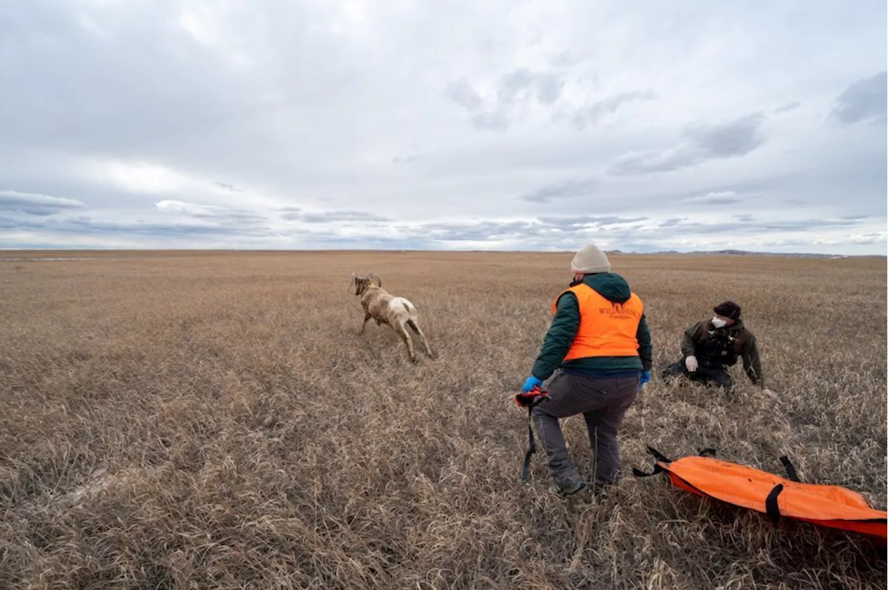 Can disease-detecting dogs help save South Dakota's bighorn sheep?