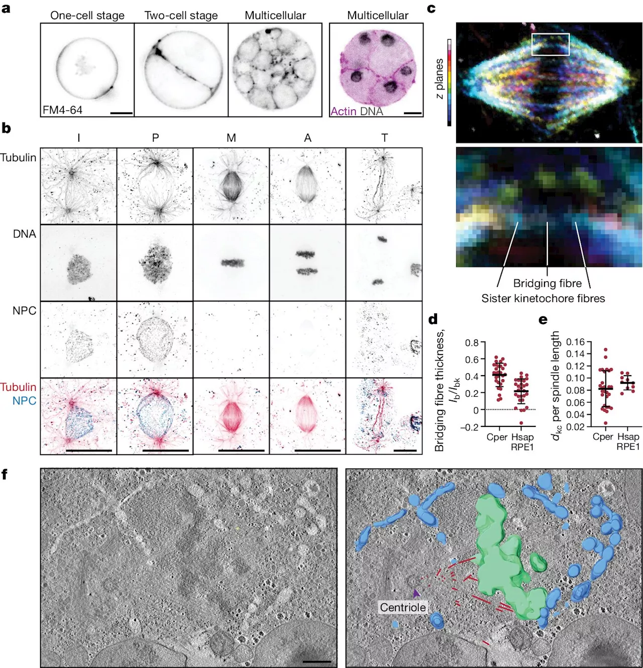 Exploring diversity in cell division: Study investigates the process of evolution that supports diverse life cycles