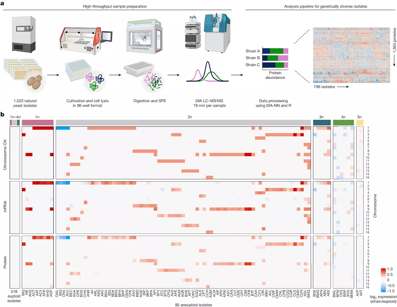 How yeasts manage to compensate for the genetic imbalance of extra chromosomes