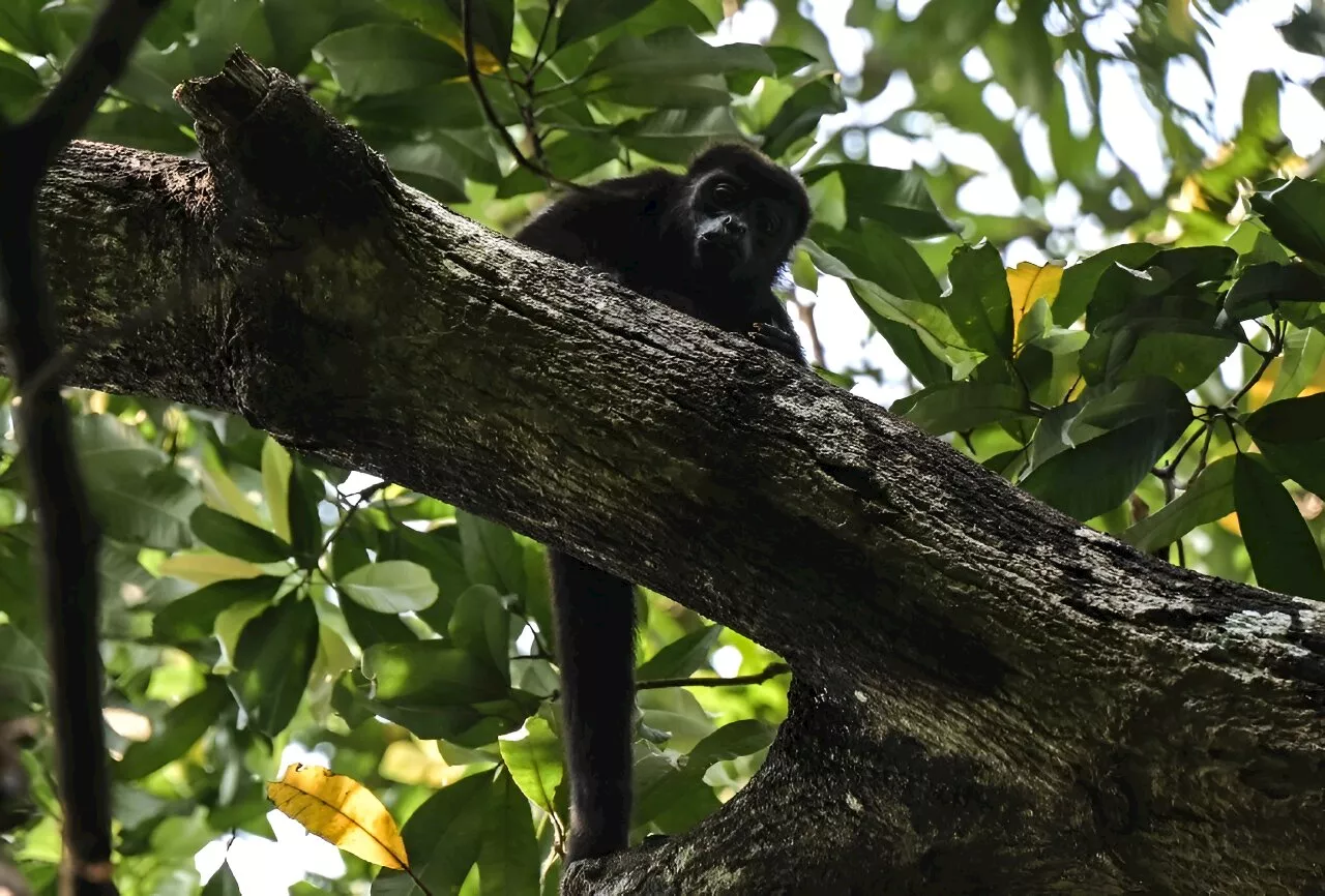 Volunteers race to save Mexico's howler monkeys in heat wave