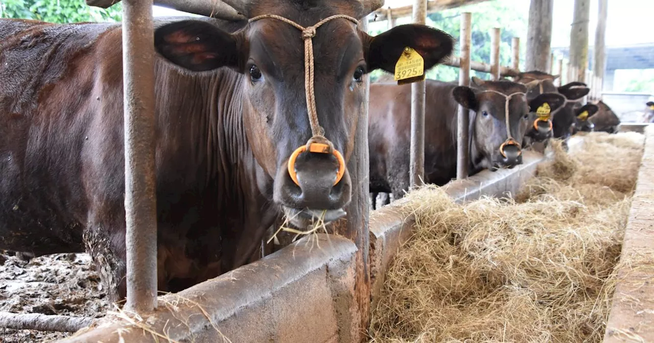 県内一の産地、八重山で子牛価格が下落 過去10年で最安 背景に飼料高や輸送費負担 沖縄