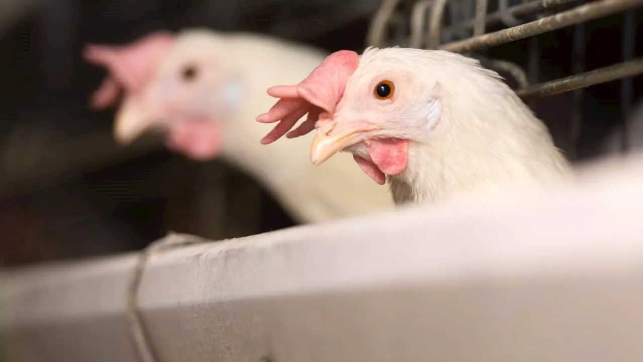 Australia has recorded its first human case of H5N1 bird flu