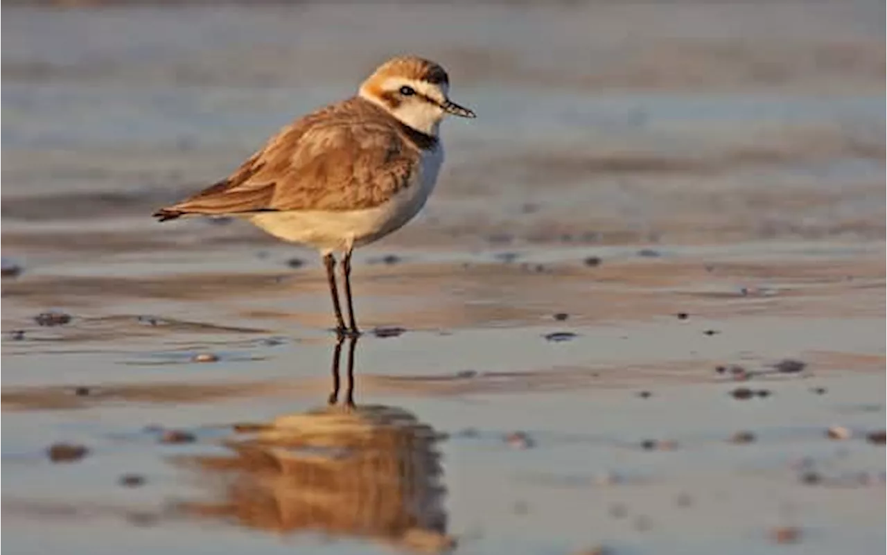 Biodiversità, quali sono le specie a rischio estinzione in Italia, il report Legambiente