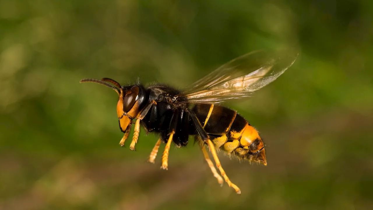 Asiatische Hornisse und andere tierische Einwanderer: Invasive Arten in Deutschland