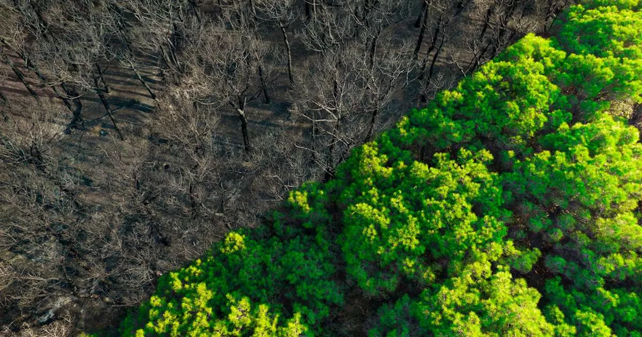 Dia da Biodiversidade: como a preservação (ou a falta dela) afeta seu dia a dia?