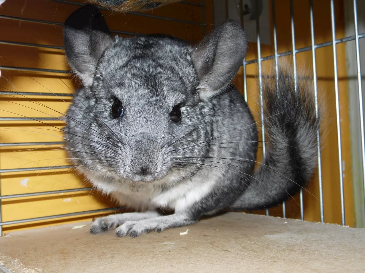 Chinchilla charm: Are these furry friends right for you?