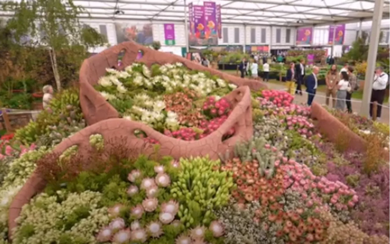 WATCH: South Africa scoops top awards at Chelsea Flower Show