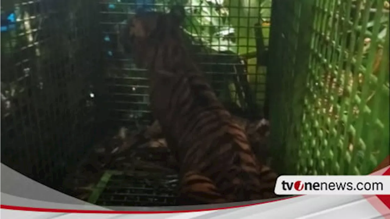 Tim Gabungan Tangkap Harimau Sumatera di TNBBS yang Terkam Warga Lampung Barat