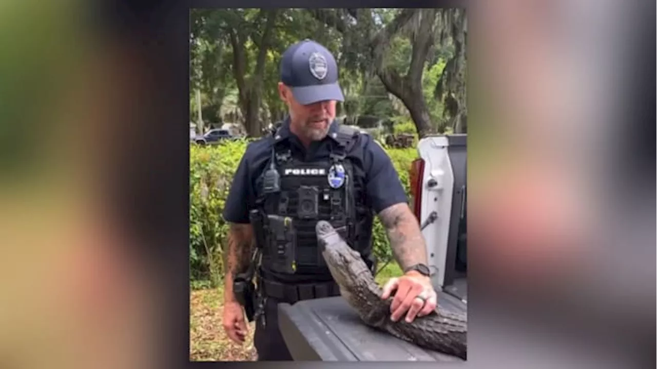 ‘We can’t cuff him’: JSO removes nuisance gator from 104-year-old woman’s home