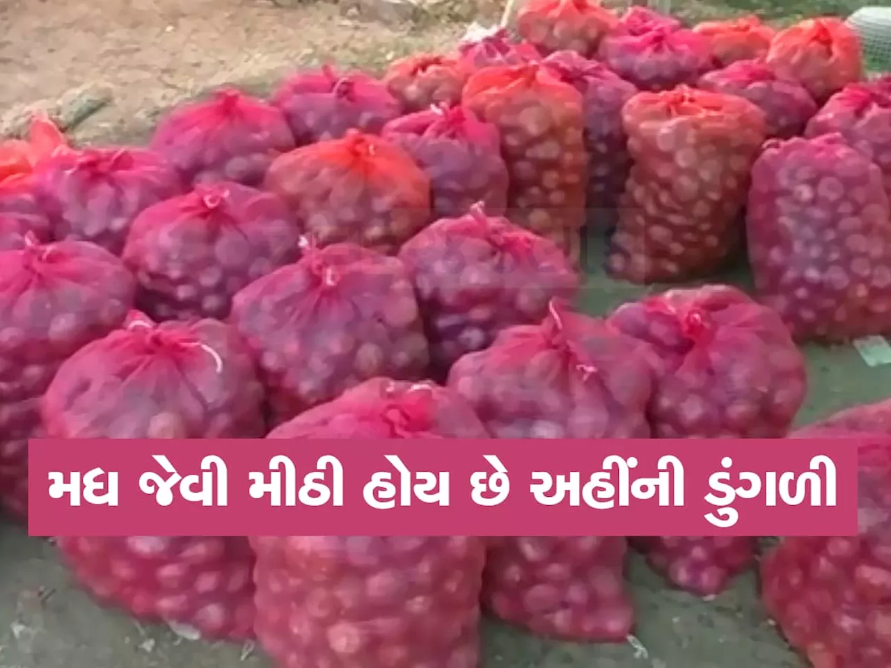 ગુજરાતમાં આ સ્થળે ઉગતી ડુંગળી તીખી નહિ, પણ ગળચટ્ટી અને મીઠી હોય છે, પાક ઉતરે એટલે ફટાફટ વેચાઈ જાય