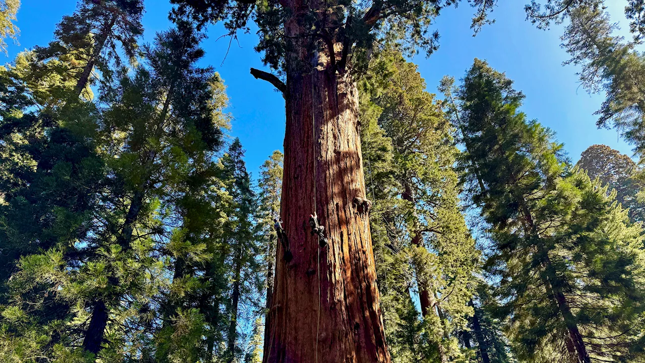 General Sherman passes health check but world's largest trees face growing climate threats