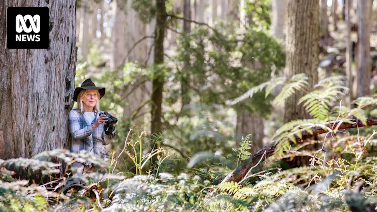 Concern 'environmentally destructive' logging continues in Wombat State Forest despite ban