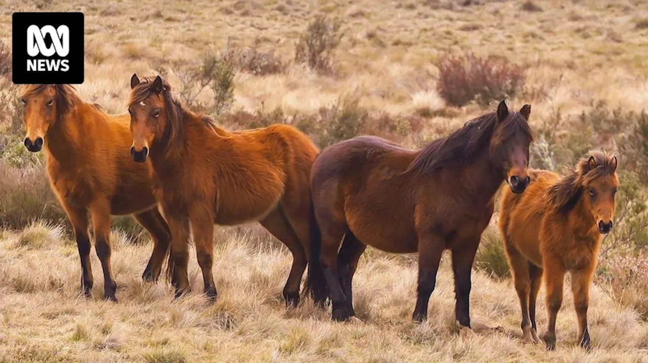 Inquiry into aerial shooting of Kosciuszko wild horses hears RCPCA missed 500 horse carcasses at property