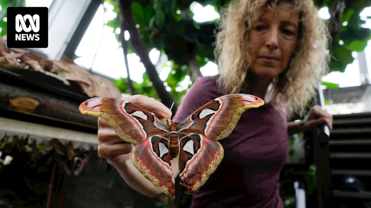 Italian scientists create Butterfly Forest in tropical mountain greenhouse