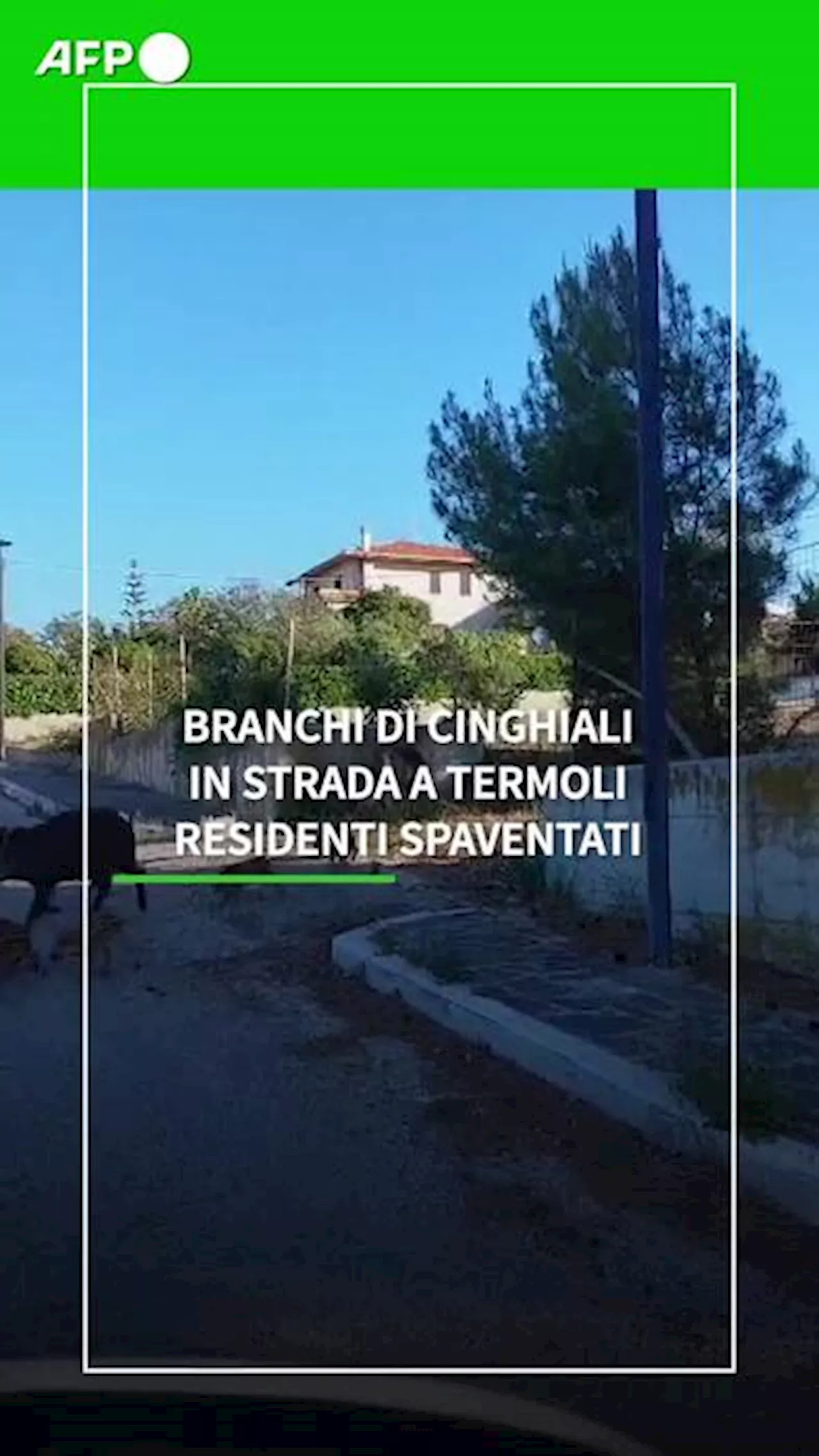 Branchi di cinghiali in strada a Termoli, residenti spaventati