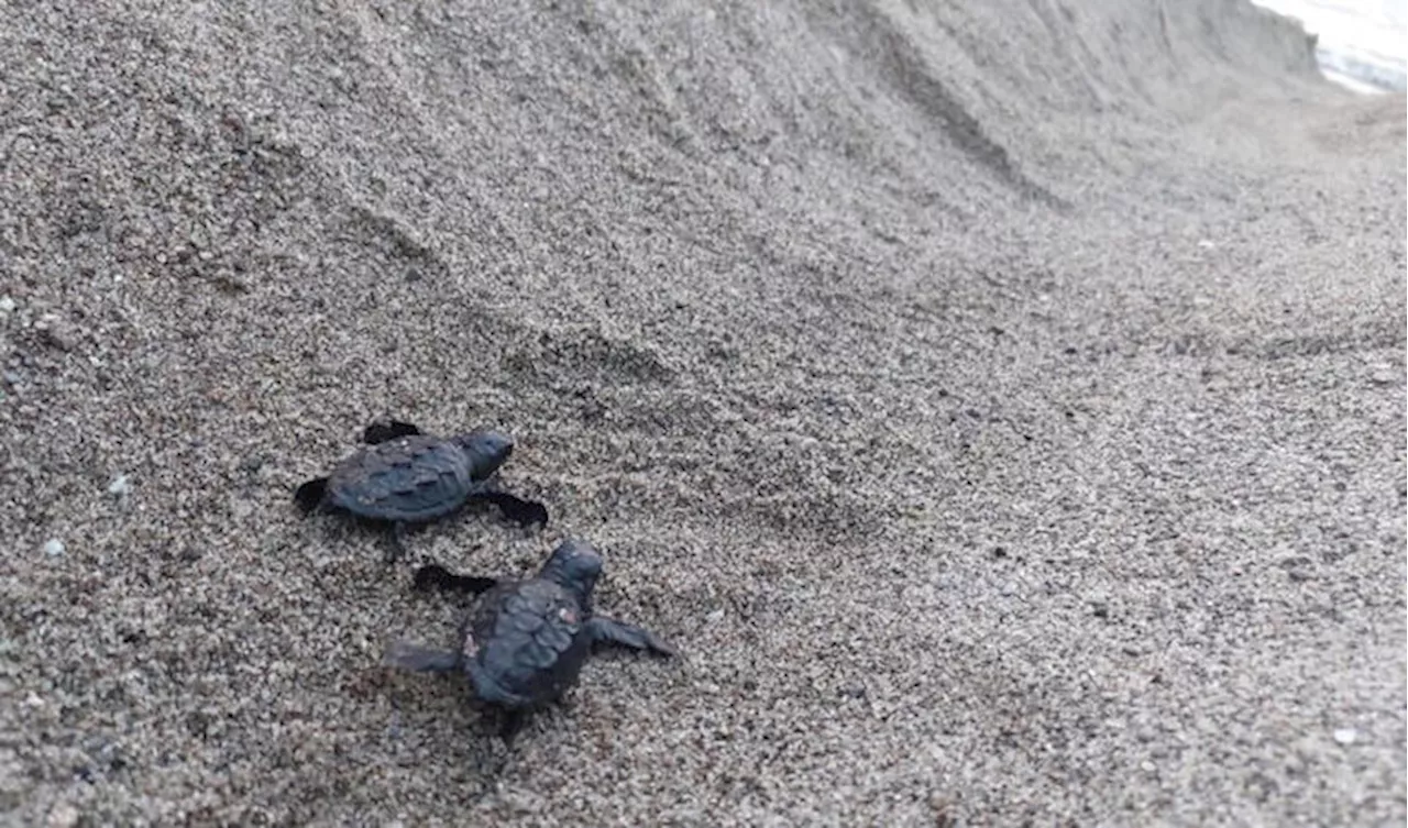 Primo nido di Caretta caretta della stagione in Sicilia