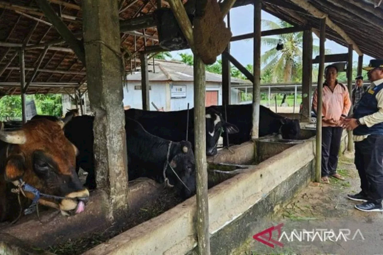 Pemprov Babel pastikan stok daging sapi cukup jelang Idul Adha