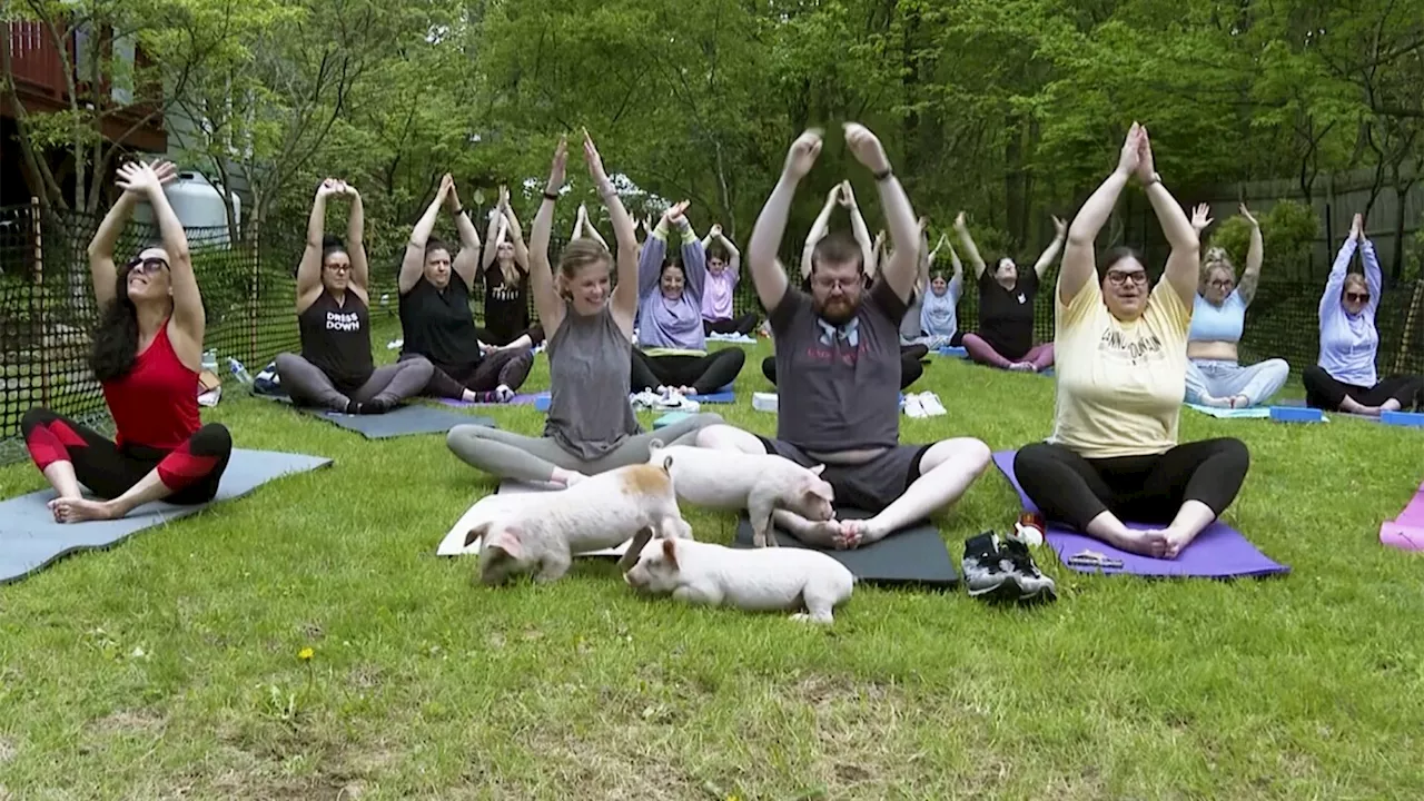 Three little piggies at a yoga class=maximum happiness