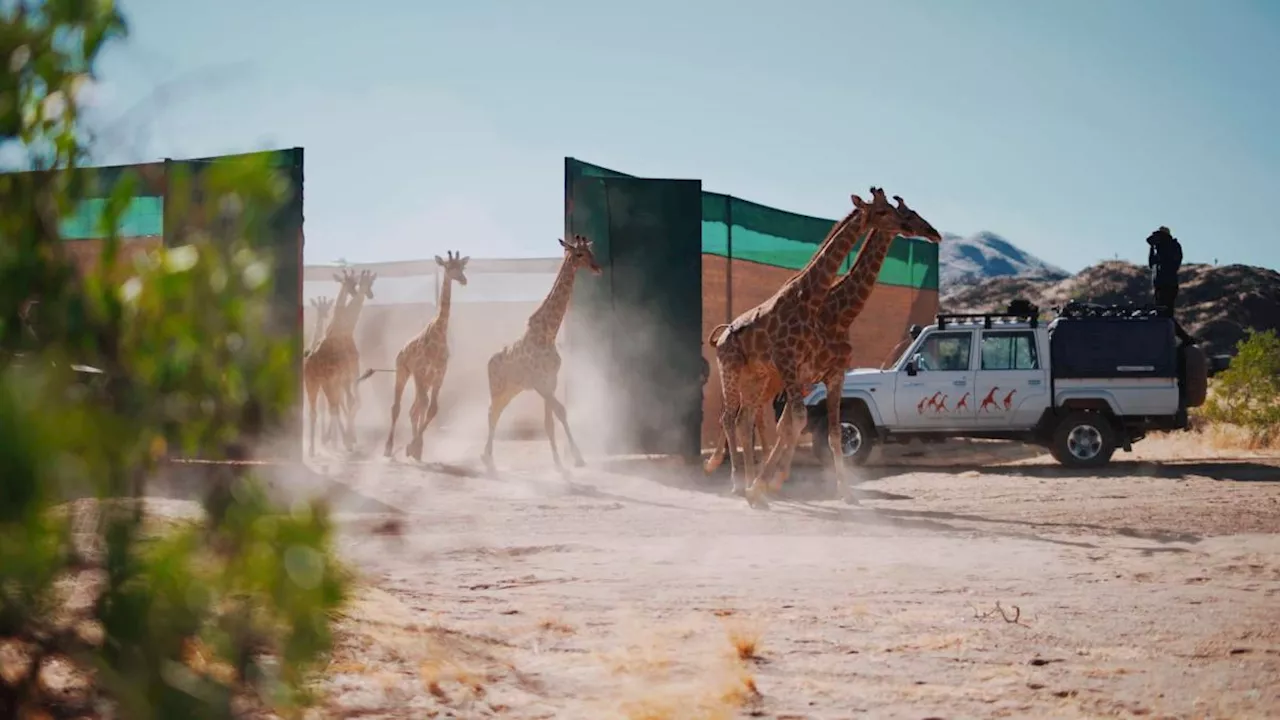 13 Giraffen von Namibia nach Angola umgesiedelt