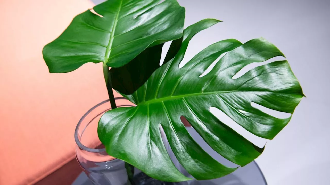 Diese Pflege braucht die Monstera