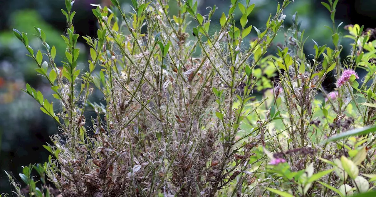 An invasive moth is turning trees in Toronto brown