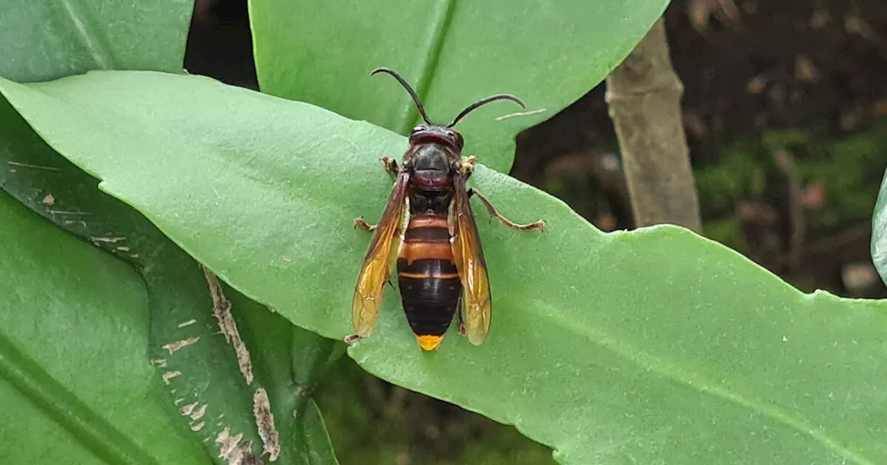 People keep thinking they've seen deadly 'murder hornets' in Ontario