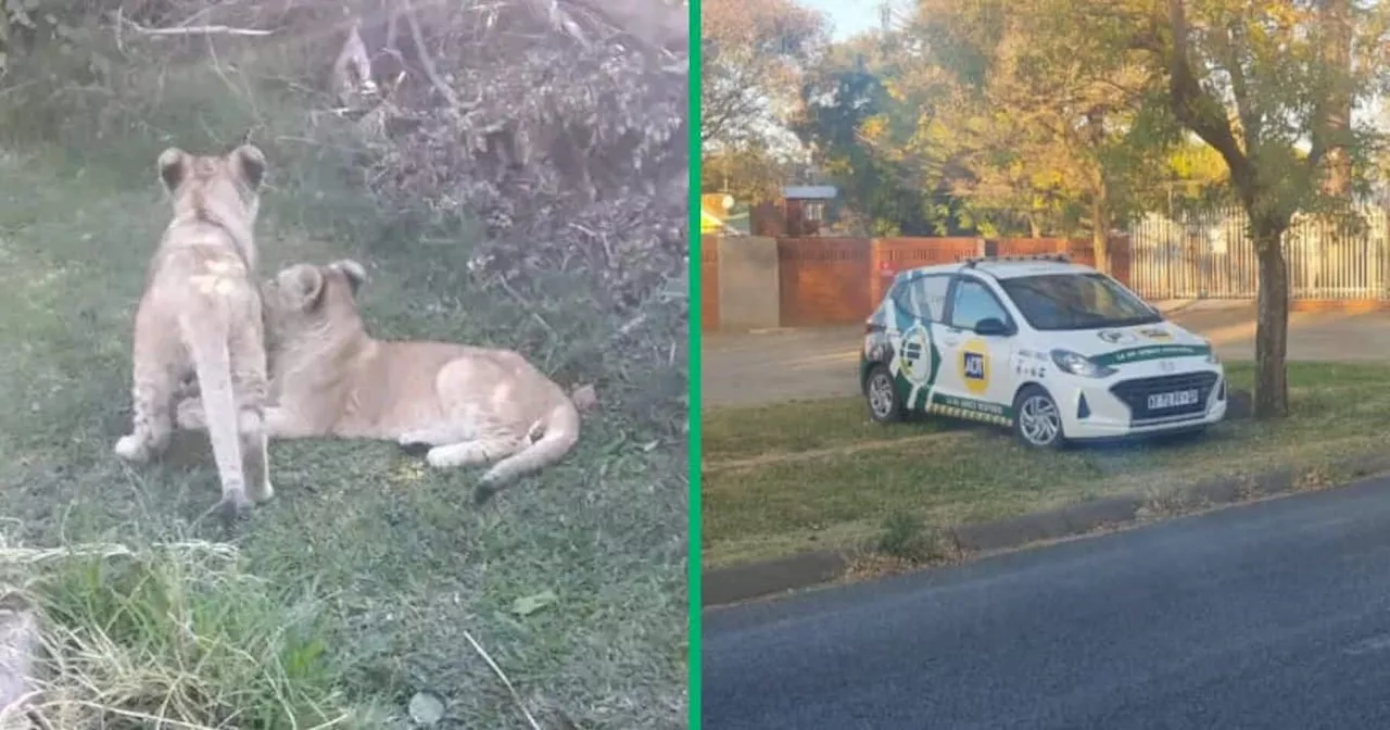 Domestic Worker Mistakes Lions for Dogs, Alerts Employer in Durban Suburb