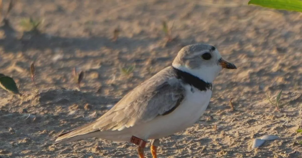 Nearly-extinct piping plover spotted on Chicago beach