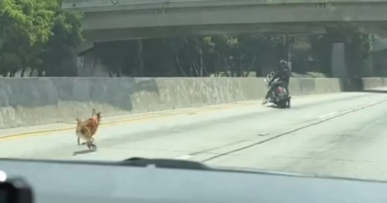 Drivers save dog running loose on 110 Freeway near Downtown Los Angeles