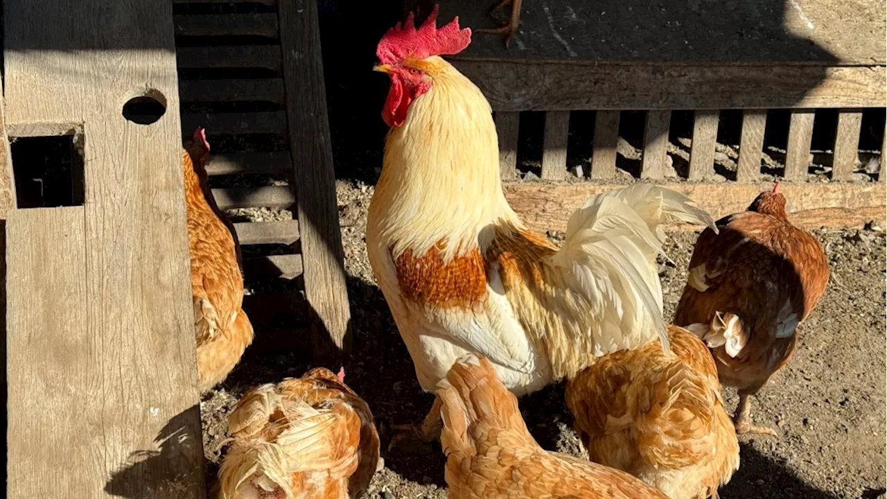 U.S. CDC warns of multi-state salmonella outbreak linked to backyard poultry