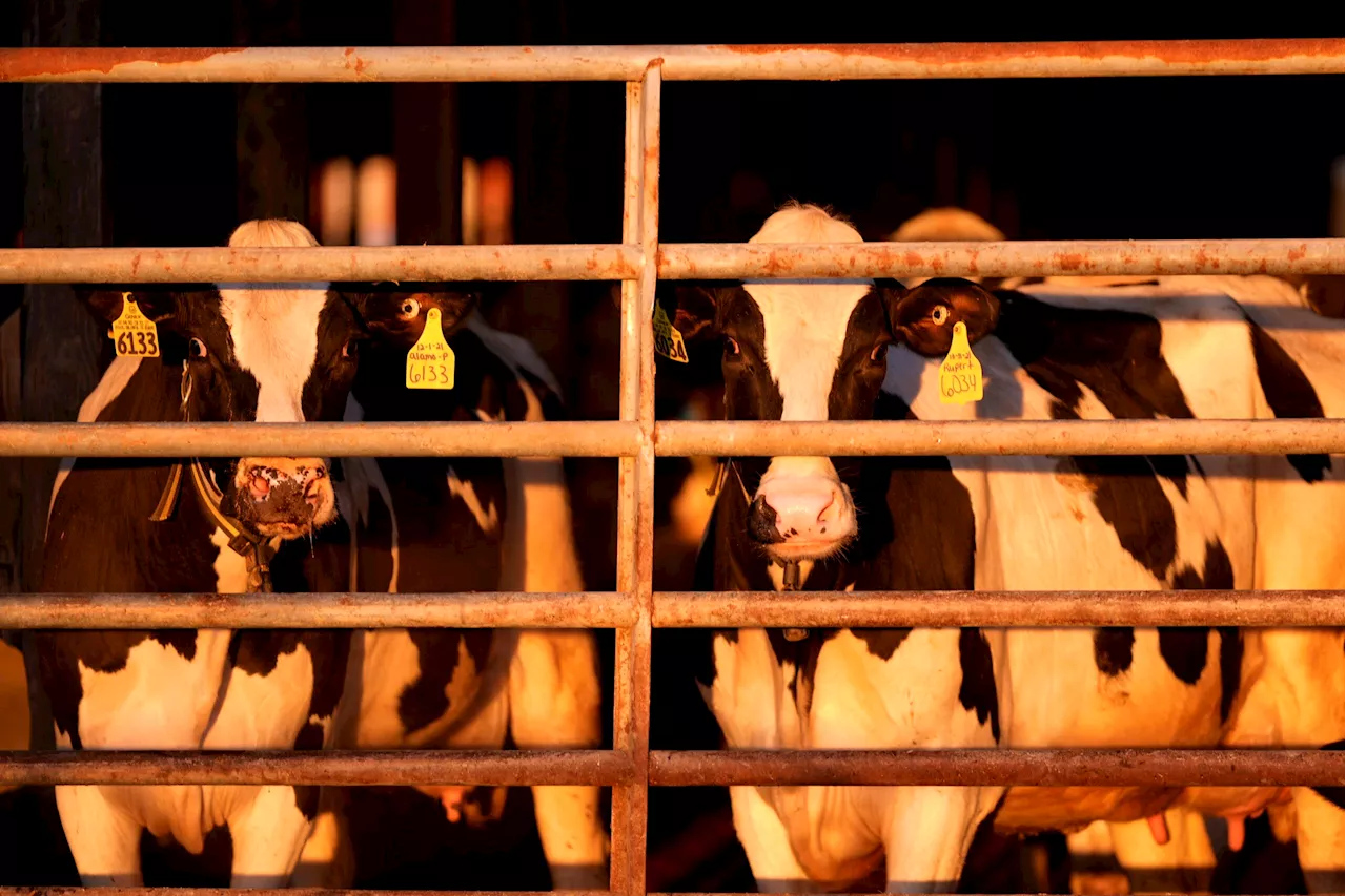 Michigan dairy worker confirmed as second case of bird flu linked to dairy cows in US