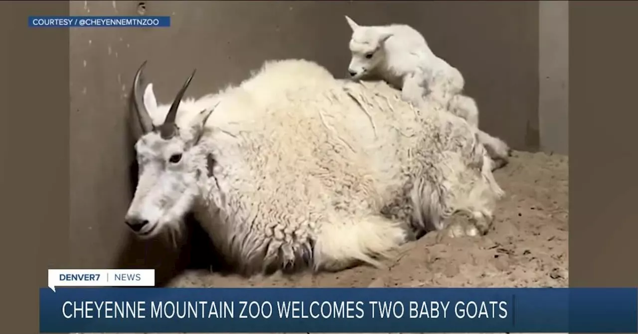 Rocky Mountain goat kids are the newest Cheyenne Mountain Zoo residents