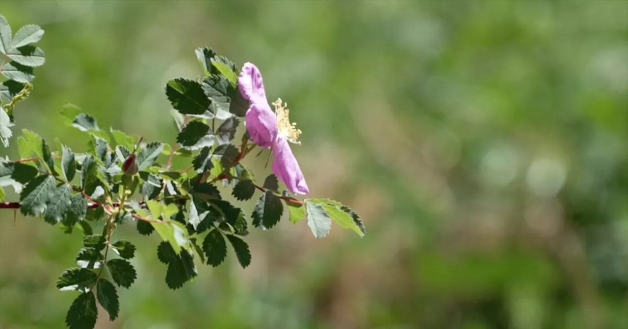 Rose plant brought to Denver Botanic Gardens from Camp Amache blooms for the first time