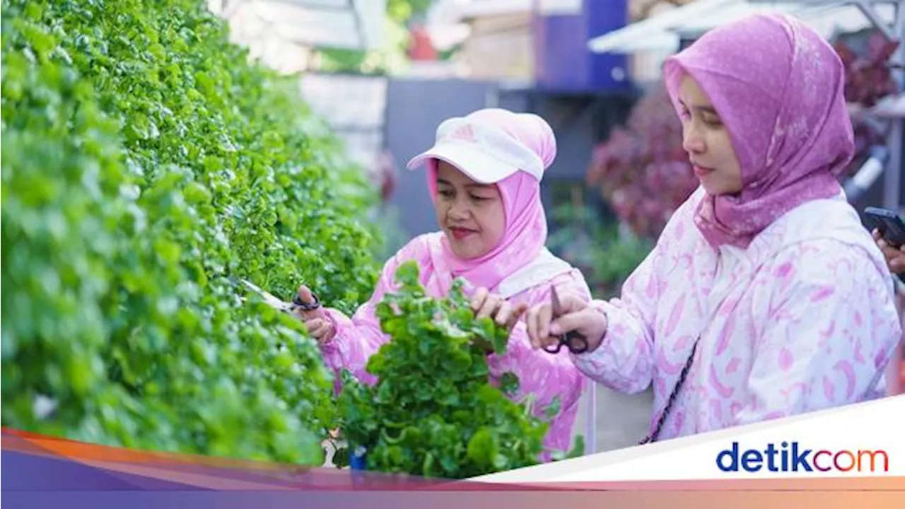 Ibu-ibu di Palembang Sulap TPS Liar Jadi Urban Farming Bernilai Ekonomis