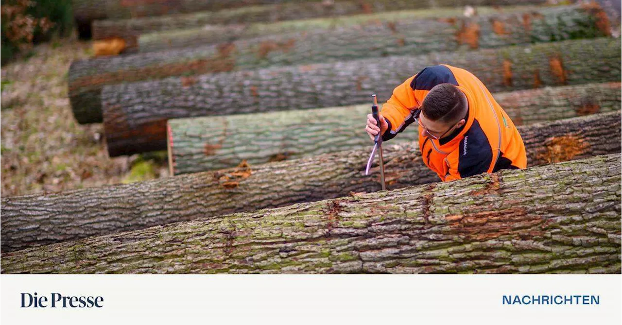 Was der Holzindustrie derzeit zusetzt