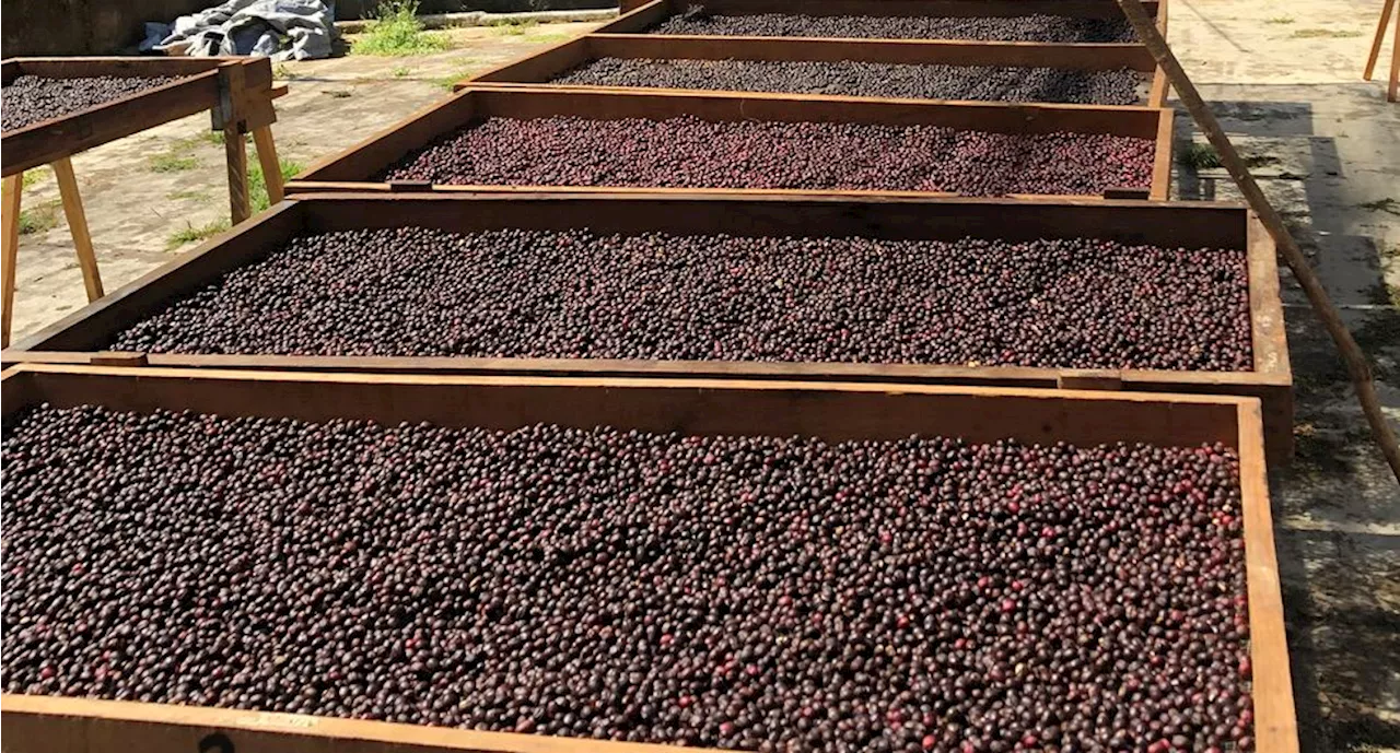 Empresarios de Guatemala afirman que China les prohibió exportar café y macadamia