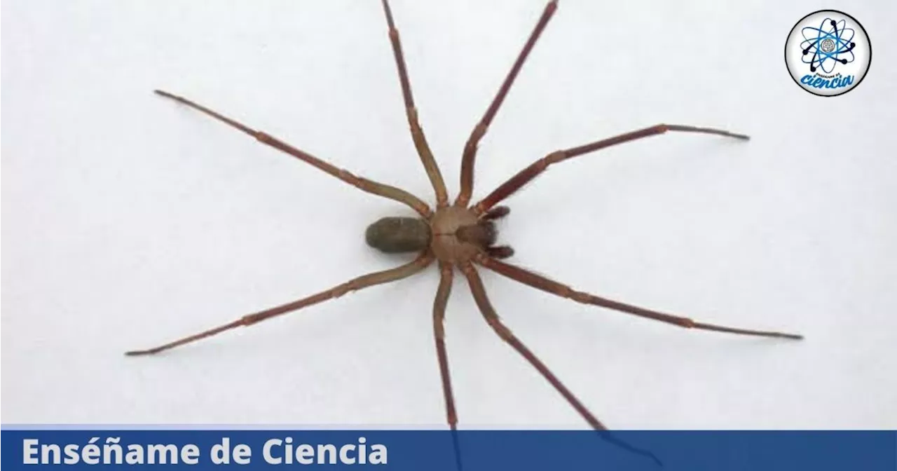 Cómo reconocer a una araña violinista si se mete a tu hogar en esta temporada de calor