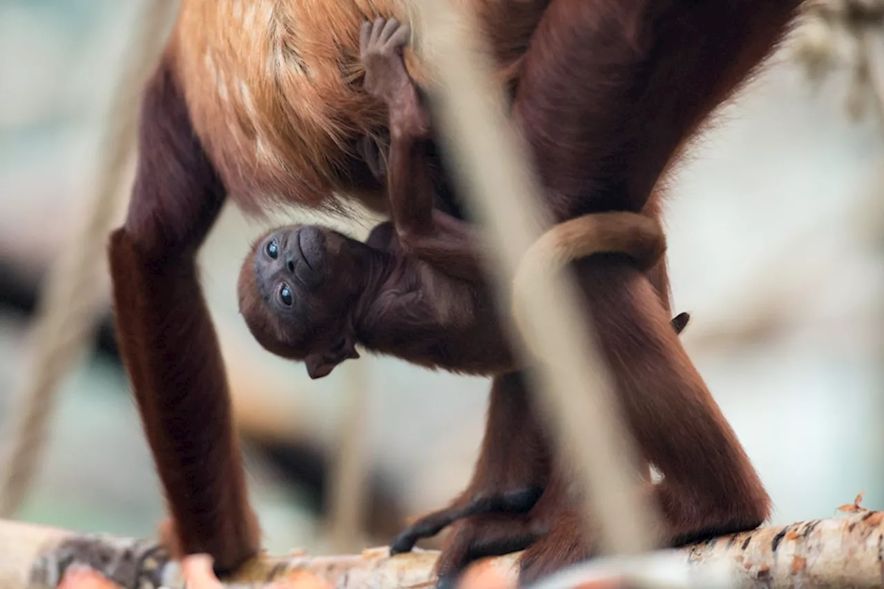 Affen fallen tot von Bäumen: Hitze lässt Tiere elend sterben