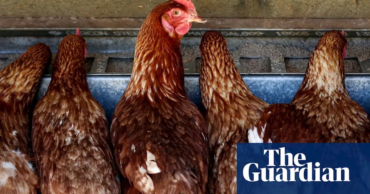 Bird flu detected at second Victorian farm as separate outbreak found in Western Australia