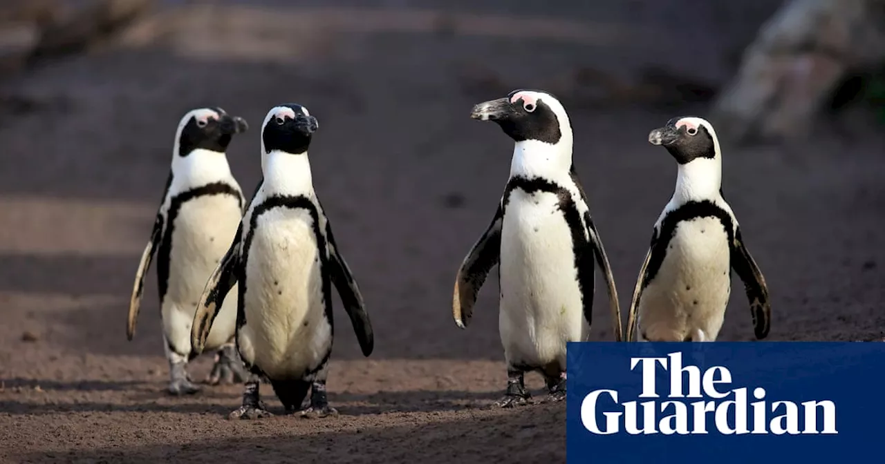 Penguins in peril: why two bird charities are taking South Africa’s environment minister to court