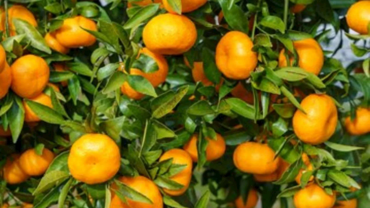 Aprende a sembrar un árbol de mandarina en maceta, según jardineros profesionales