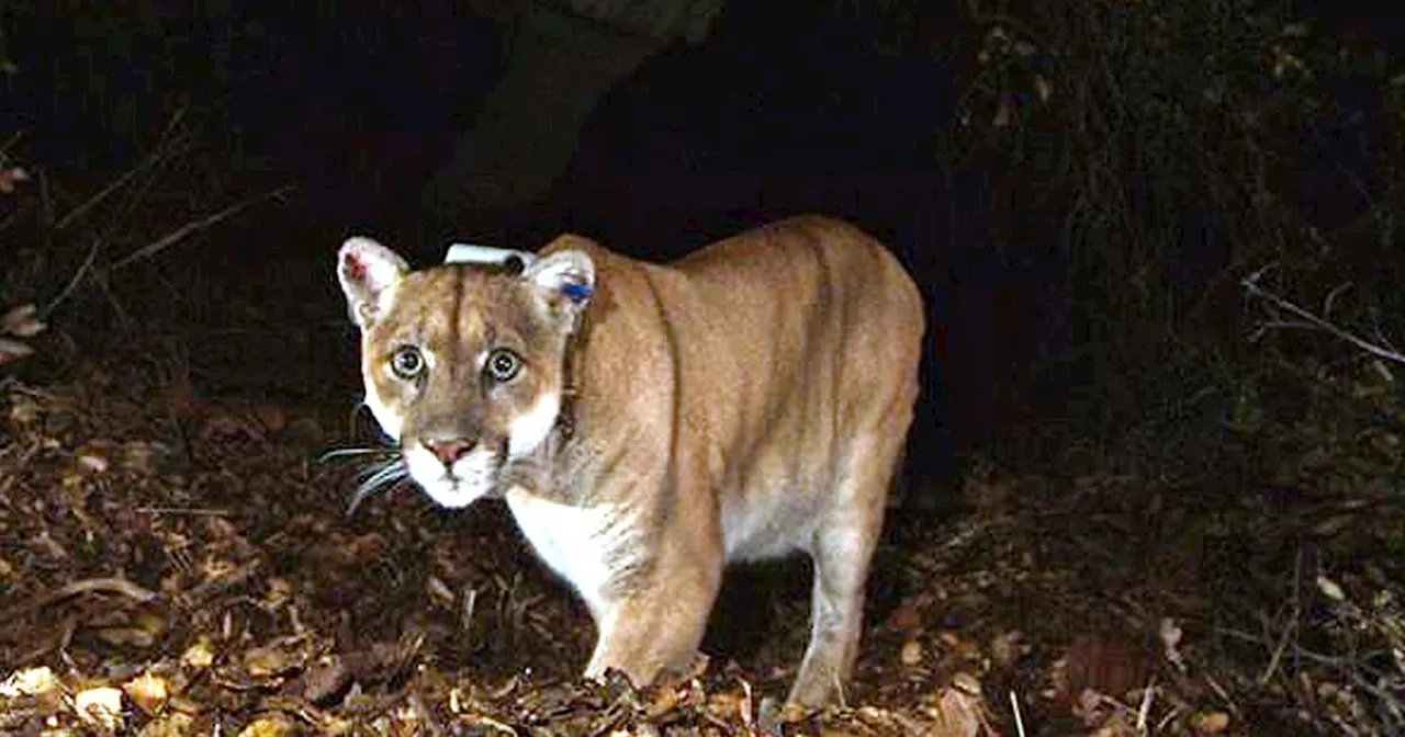 Big Cat Fever Returns To L.A. As Mountain Lion Possibly Spotted In Hollywood Hills