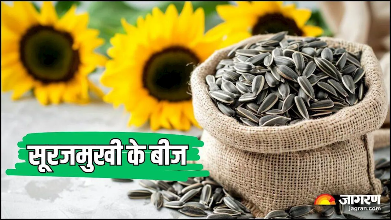 Sunflower Seeds: सेहत के लिए किसी वरदान से कम नहीं हैं सूरजमुखी के बीज, रोजाना खाने से मिलते हैं ये कमाल के फायदे