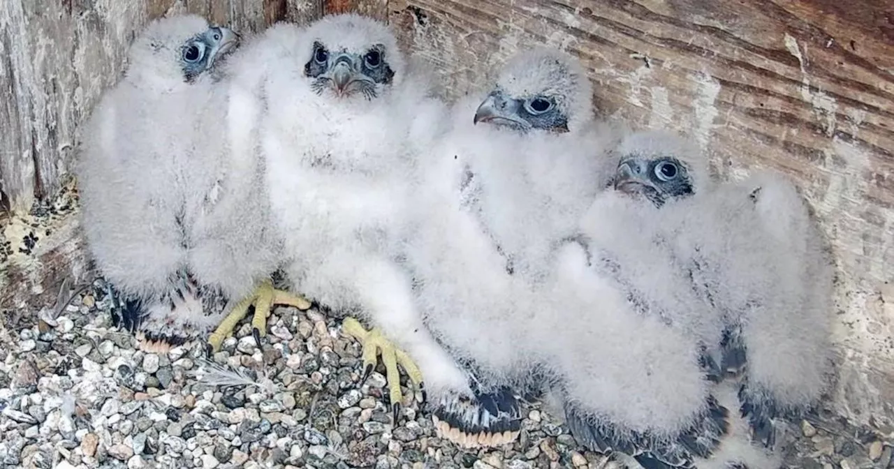 UC Berkeley's peregrine falcons have earth-themed monikers after naming contest