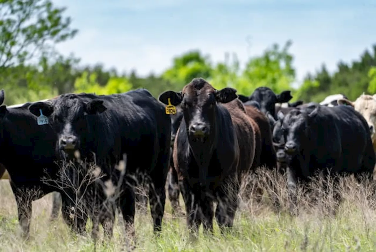 The race to uncover bird flu in the Texas Panhandle