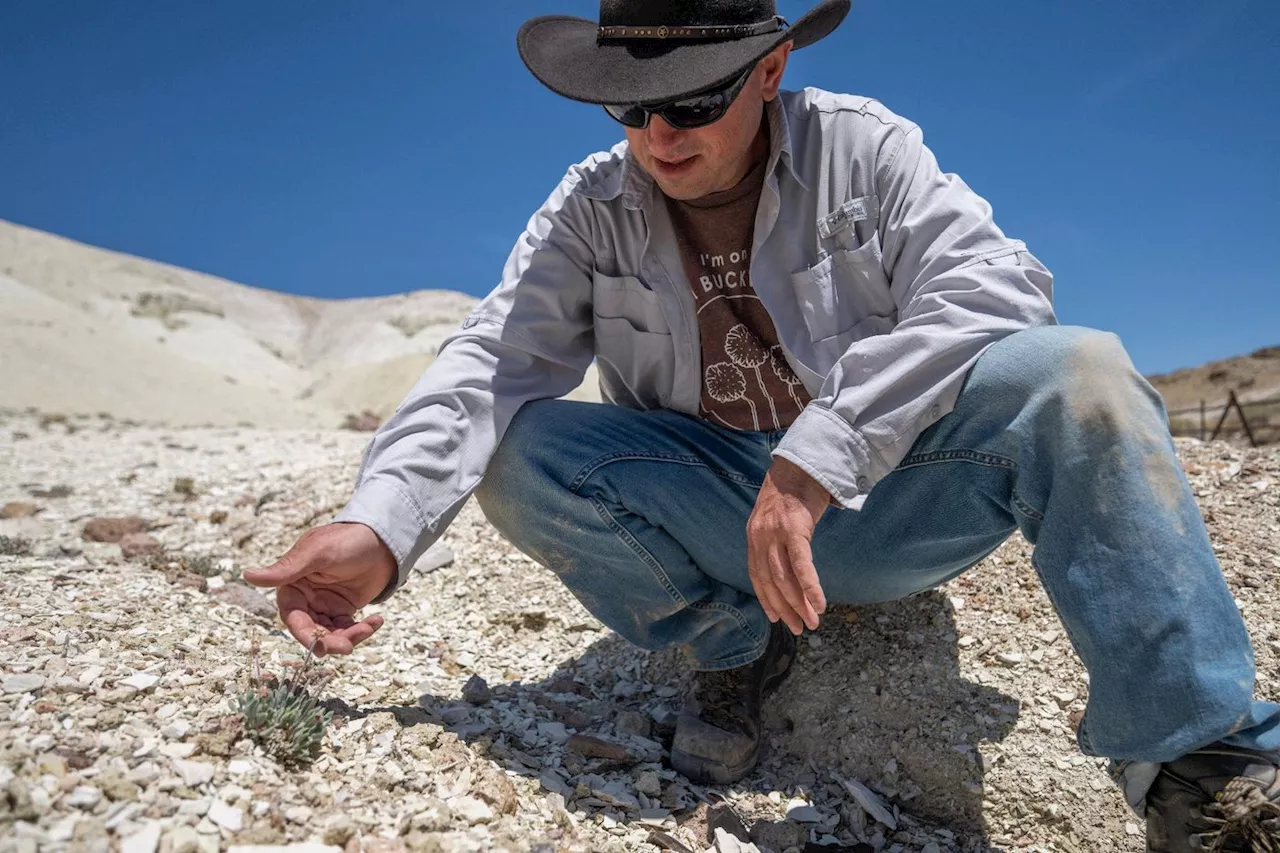 Au Nevada, une fleur unique au monde menacée par une mine de lithium