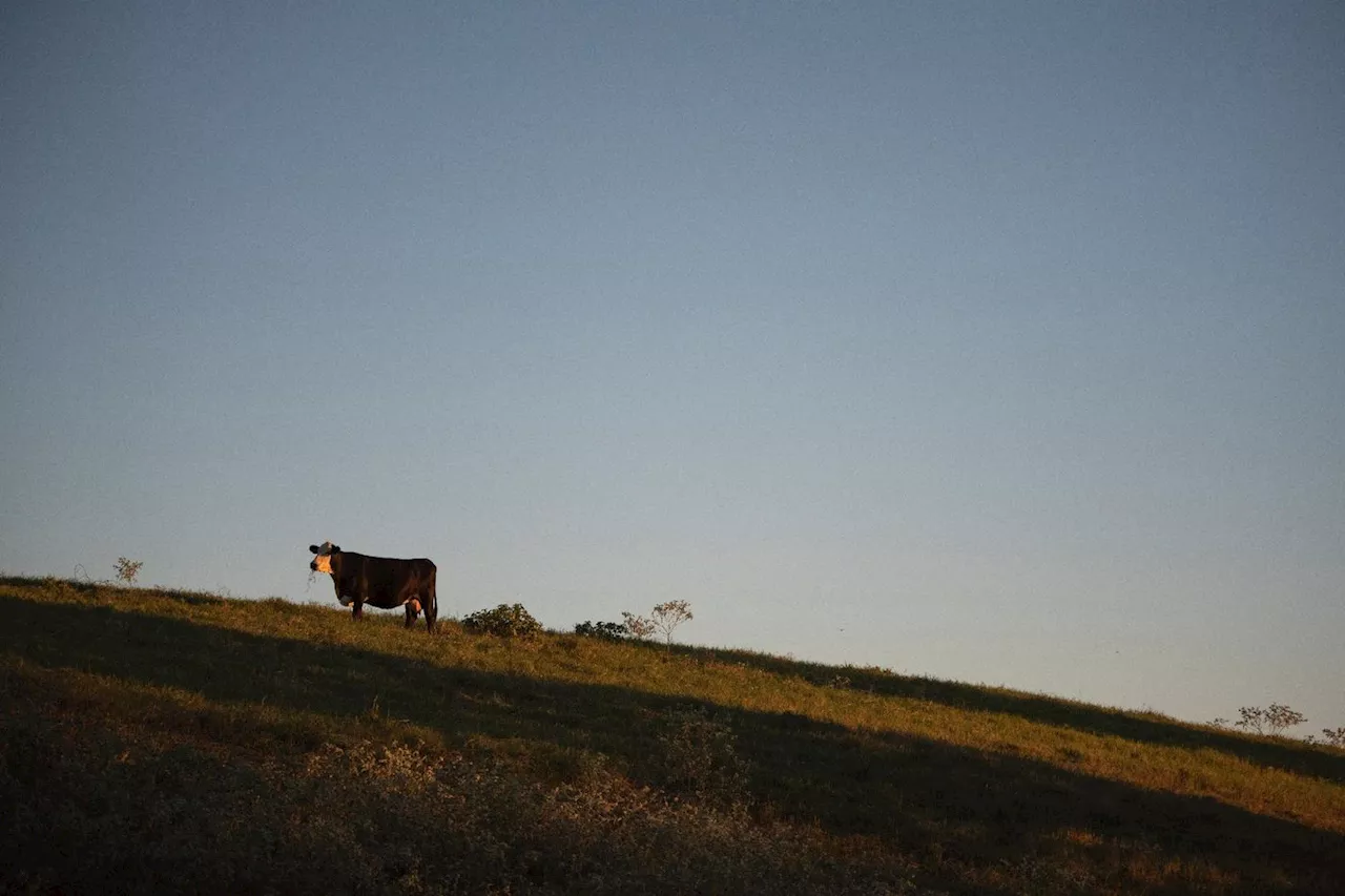 Deuxième cas humain de grippe aviaire lié à une épidémie chez les vaches aux Etats-Unis